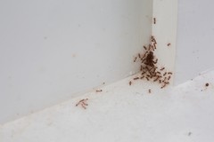 When Ants and Mold Appear Together, Moisture May Be the Link