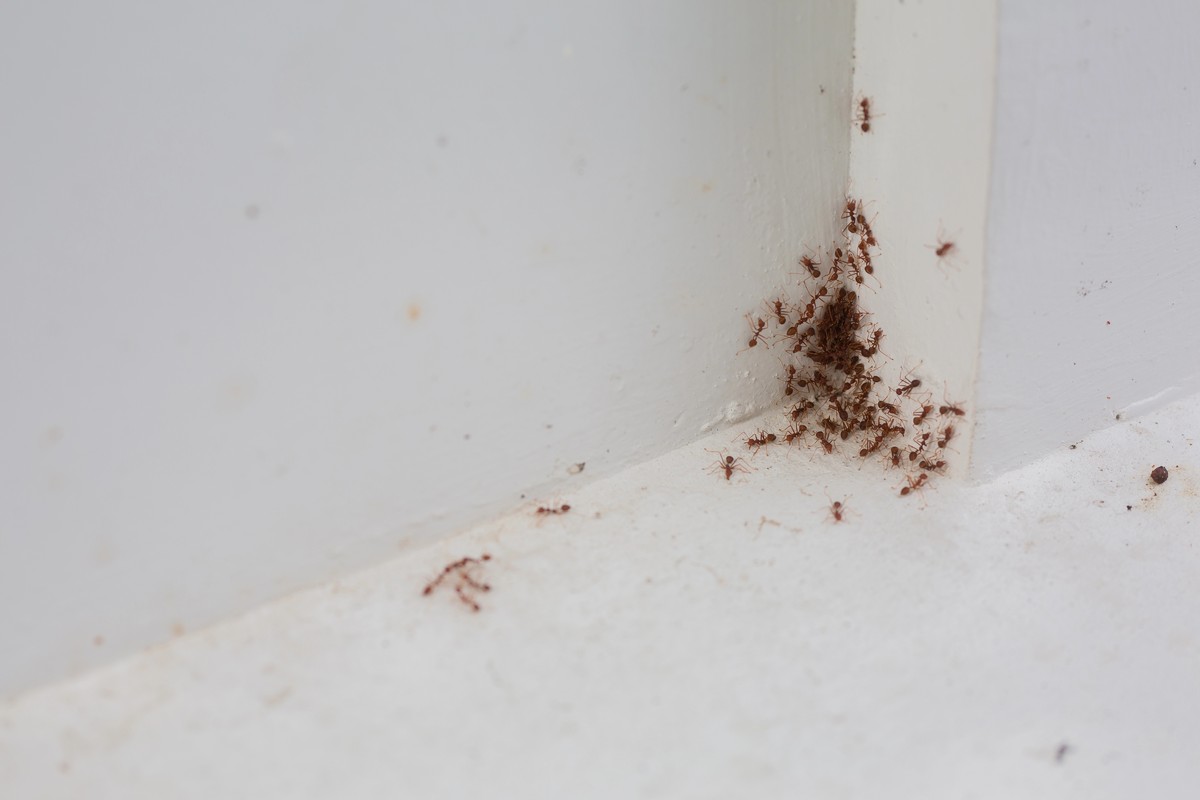 When Ants and Mold Appear Together, Moisture May Be the Link