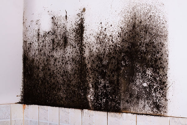 Mold Remediation in Greenwood Indiana