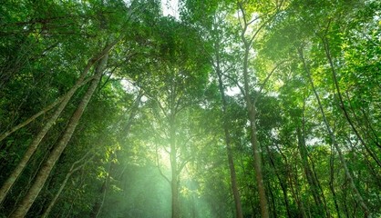 Why Preserving Ecosystems Matters for Land, Water, and Wildlife