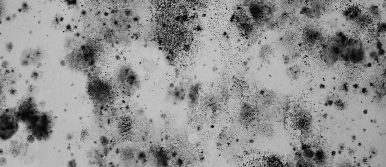 Mold Remediation banner