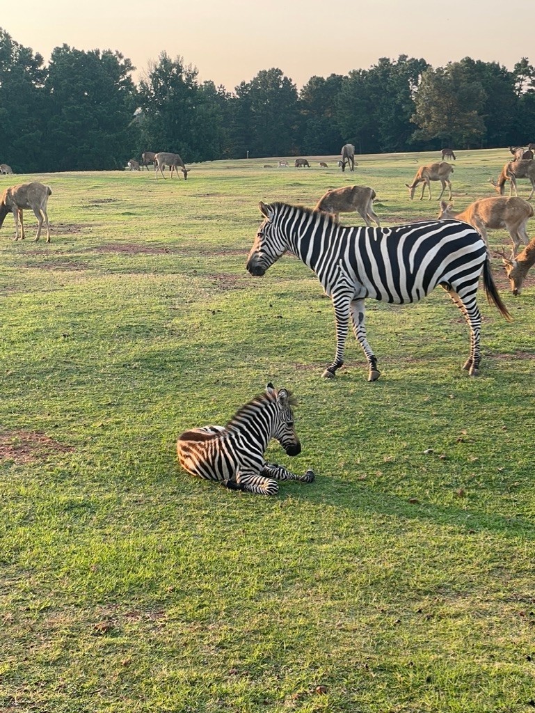 Animal Park Guide: What Animals Can Visitors Usually See?