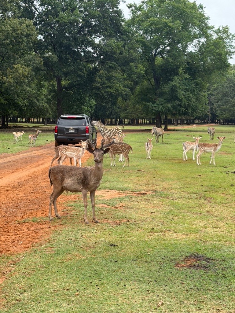 Where to See Animals in Texas for a Fun Day Out