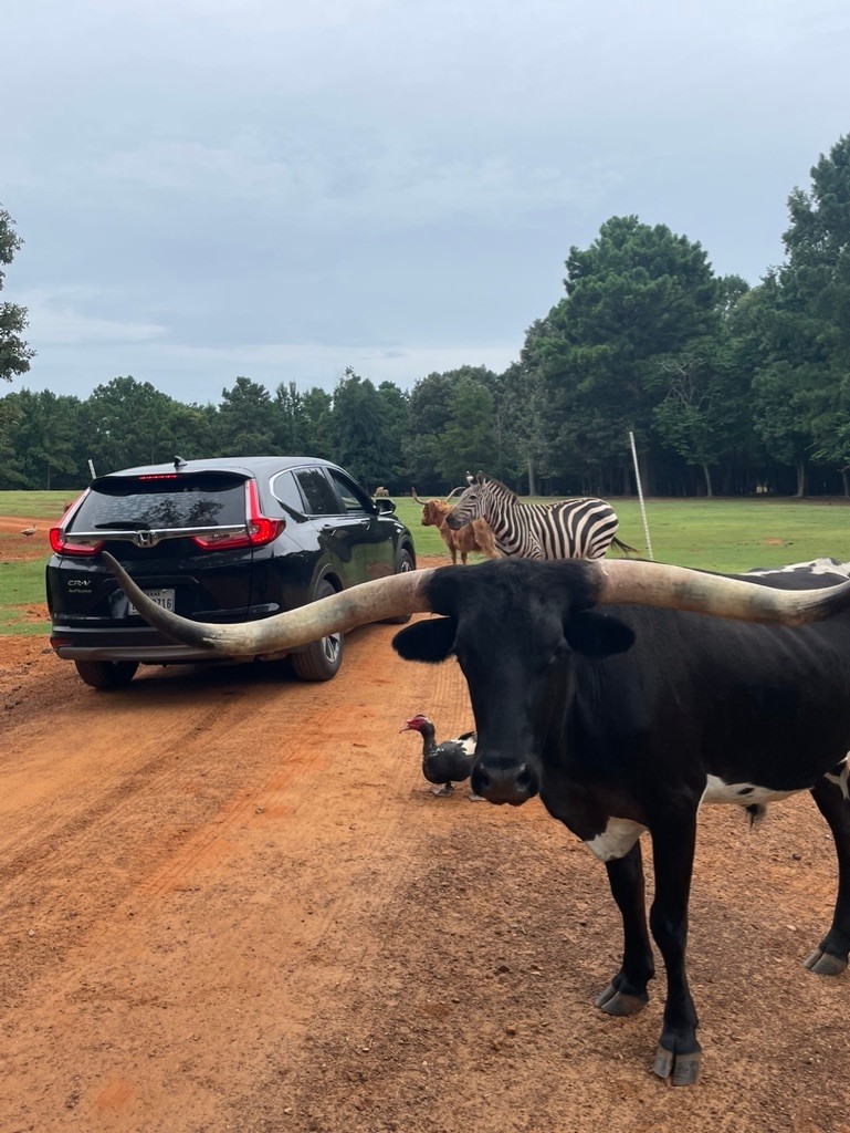 What is a Wild Animal Park Exactly? What Makes Them Different?
