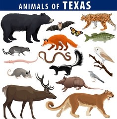 Texas Wildlife Guide: What Animals Live Across the State?