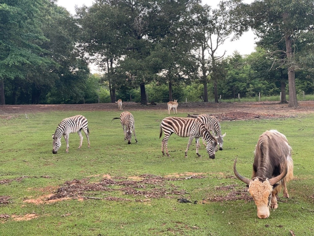 Are the Animals in Wildlife Safaris Real? What Visitors Should Know