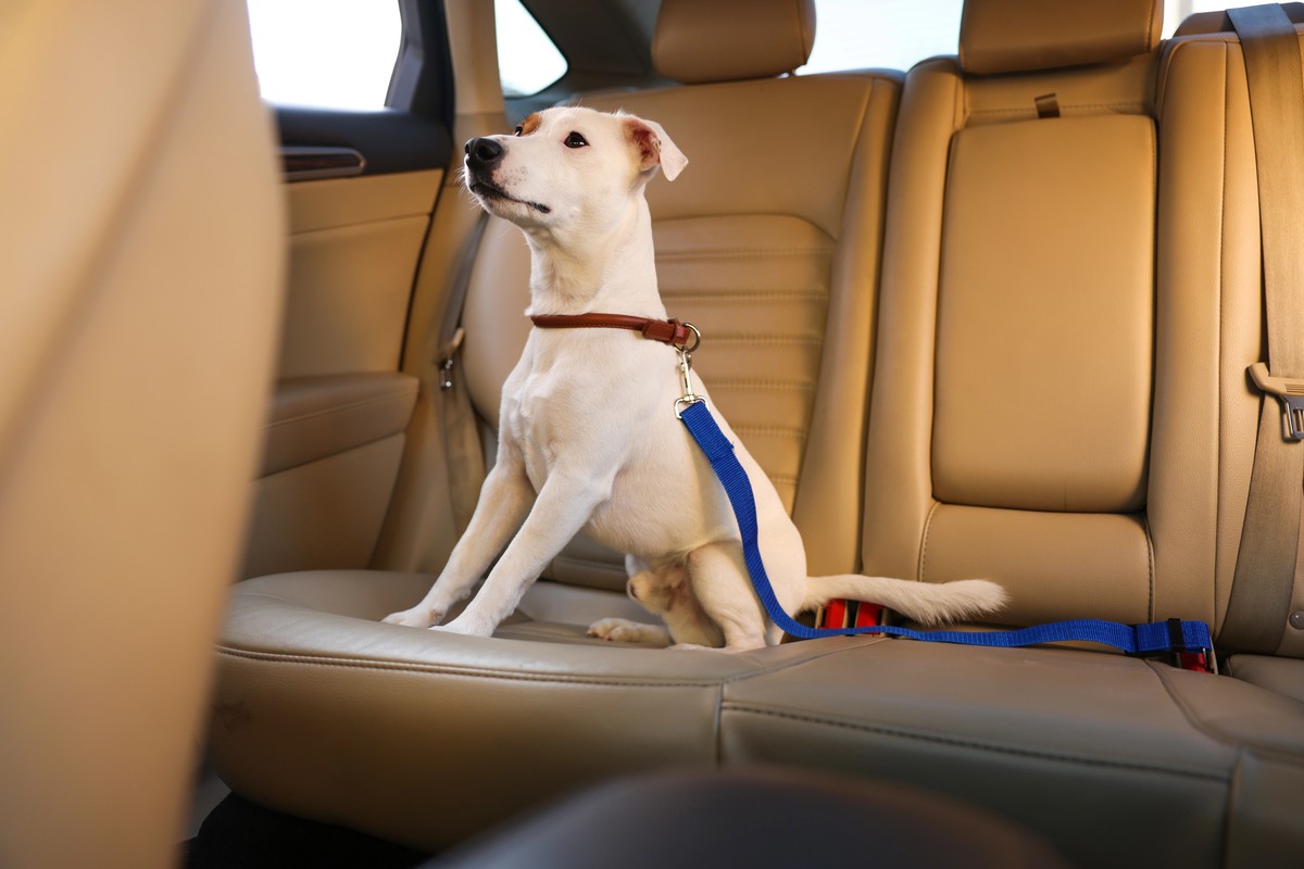 Before You Visit, Can You Bring Dogs to a Wild Animal Park?