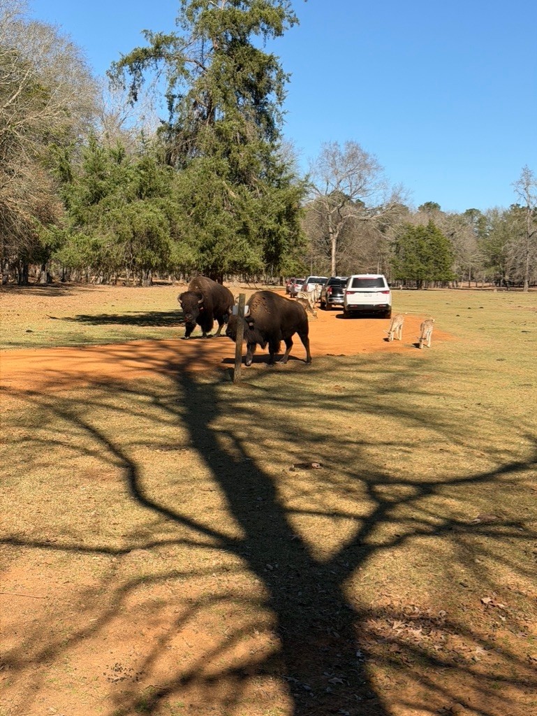 Drive-Through Wild Animal Park Tips for First-Time Visitors