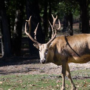 Père David's Deer