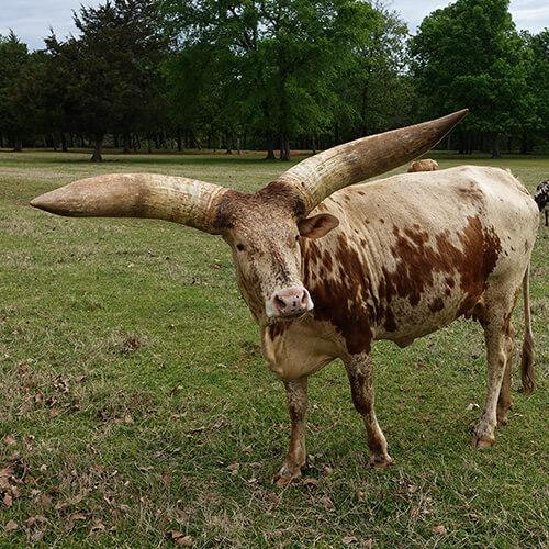 Watusi