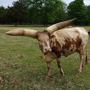 Watusi