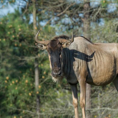 Wildebeest