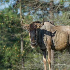 Wildebeest