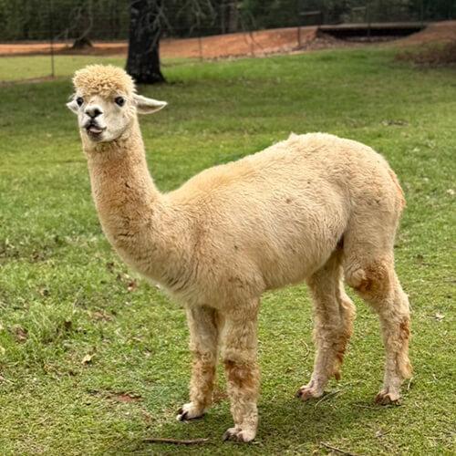 Alpaca