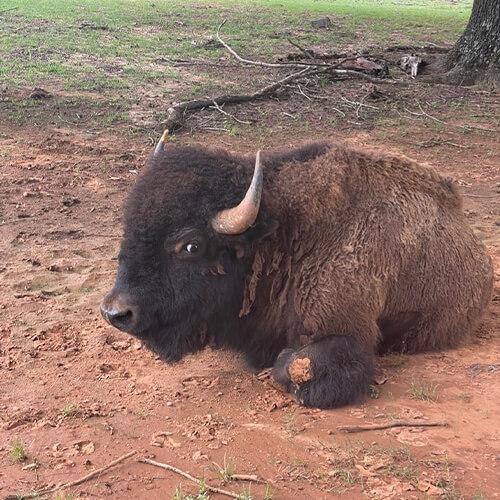 Bison