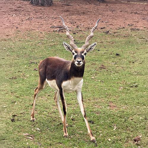 Blackbuck Antelope