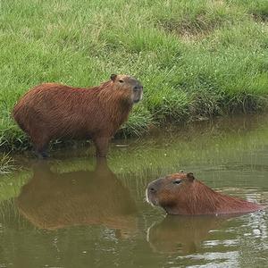 Capybara