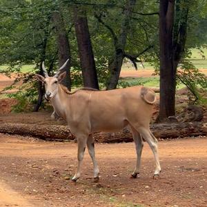 Common Eland Antelope