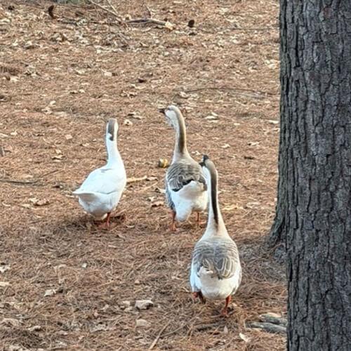 Ducks & Geese