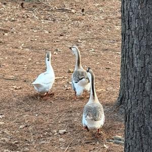 Ducks & Geese