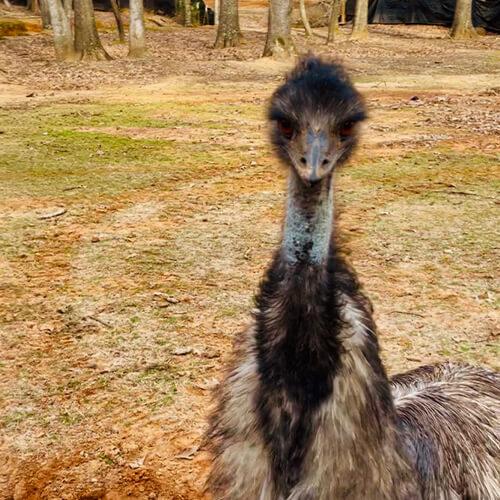 Emu