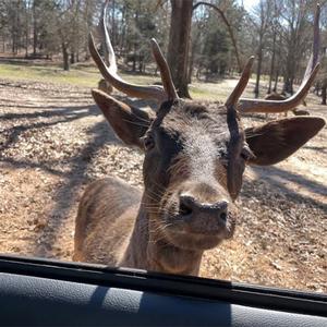 Fallow Deer