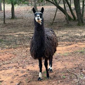 Llama