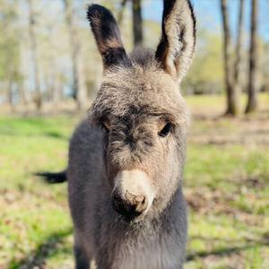 Mini Donkey
