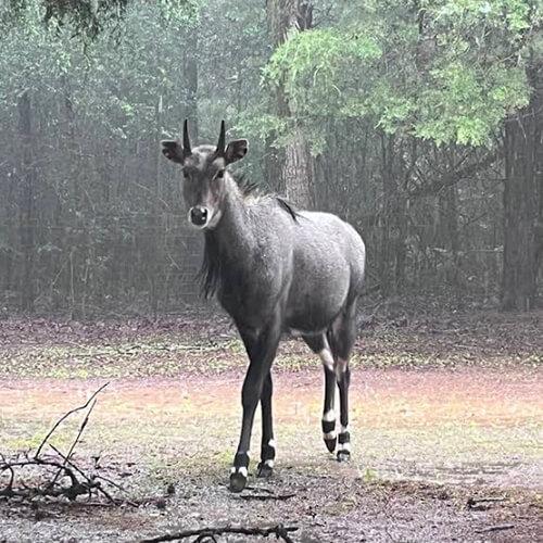Nilgai