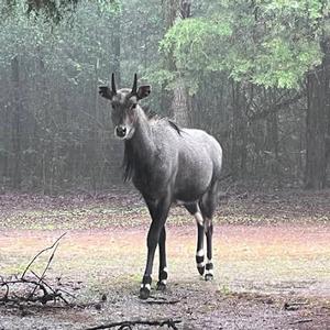 Nilgai