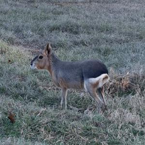 Patagonian Cavy