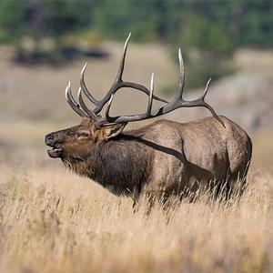 Rocky Mtn. Elk