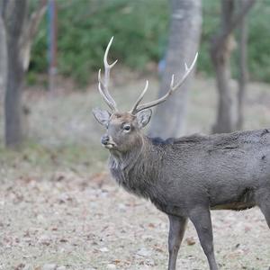 Sika Deer