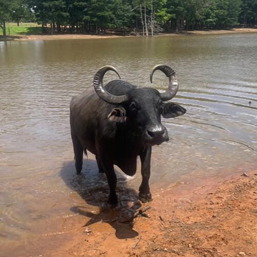 Water Buffalo