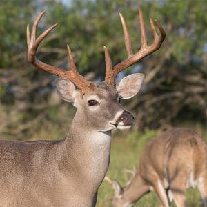 Whitetail Deer
