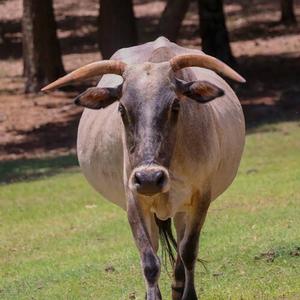 Zebu