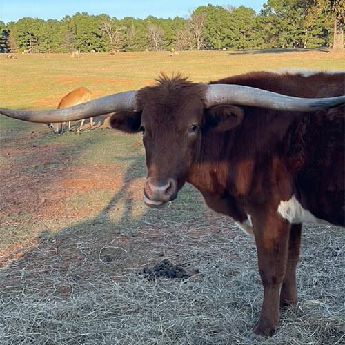 Texas Longhorn